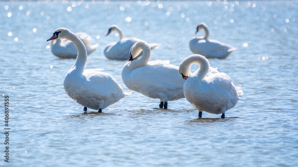Graceful white Swans swimming in the lake, swans in the wild Graceful white Swans swimming in the lake, swans in the wild