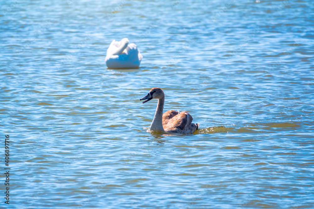 A young brown coloured white swan swims on the water. Portrait of a young gray swan swimming on a lake.