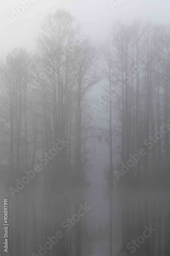 Foggy Reflection of a Marshy Cypress Swamp Black and White