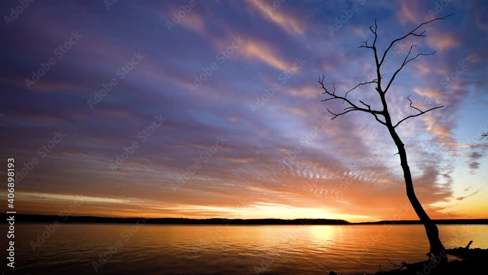 evening bare lake tree on shore at dusk evening bare lake tree on shore at dusk