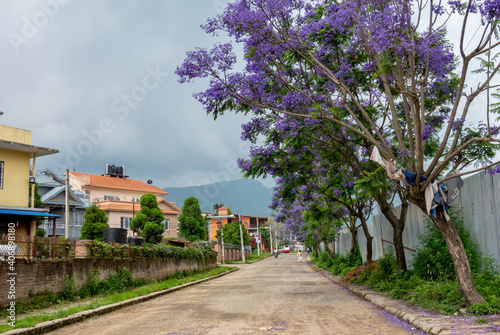 Blooming Jacaranda Trees Along the Street