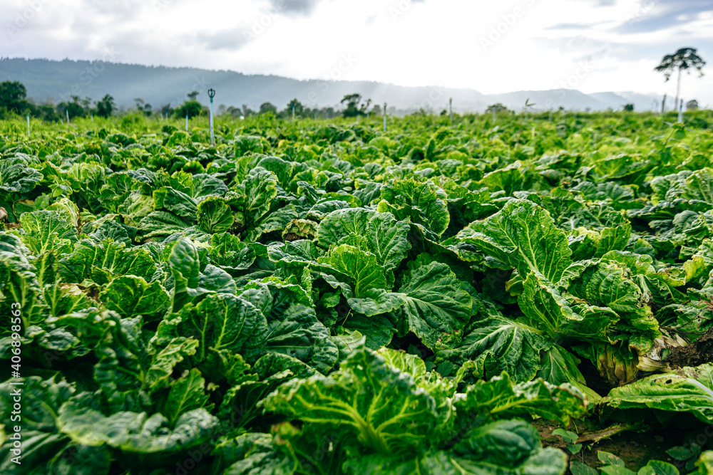 Agriculture cabbages heads in field.