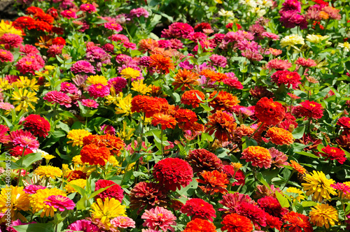 Attractive Colorful Flowers © Ferdie Images