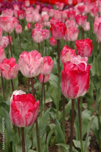 Closeup of bicolor pink and white tulips at Mt. Vernon  Washington state  USA . Selective focus.  