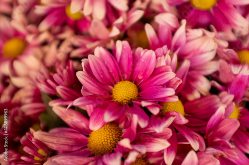 chrysanthemum flowers purple close up