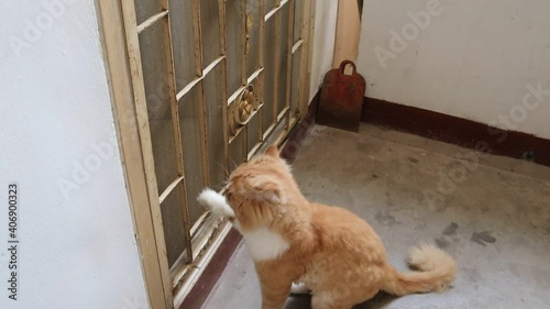 Red cat is standing on two legs trying to get into the closed door.
