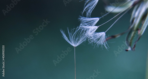Closeup of dandelion seed/ conceptual image of luck and good wishes