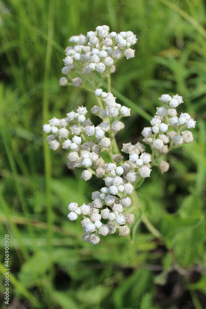 Wild quinine wildflowers at Miami Woods in Morton Grove, Illinois Wild quinine wildflowers at Miami Woods in Morton Grove, Illinois
