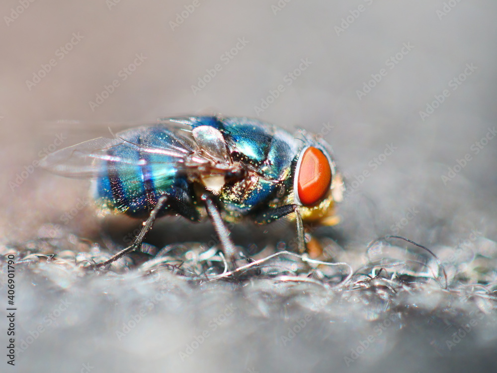 Close up of a blue fly with red eyes. Macro of pest. Close up of a blue fly with red eyes. Macro of pest.