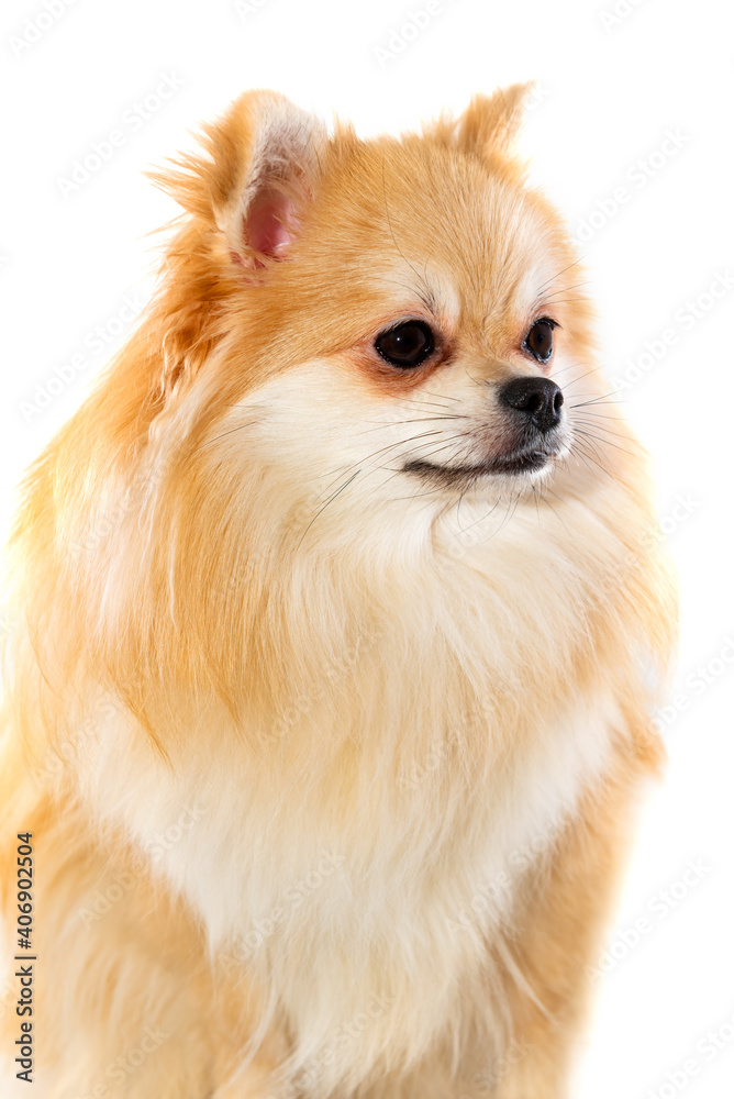 Dog isolate on a white background. Pomeranian
