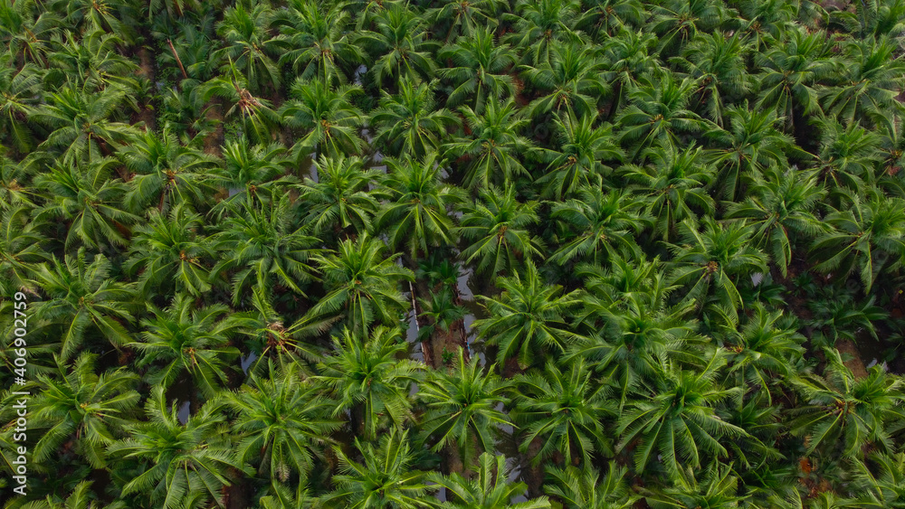 Coconut tree plantation pattern from aerial view nature background, Food industrial concept. Coconut tree plantation pattern from aerial view nature background, Food industrial concept.