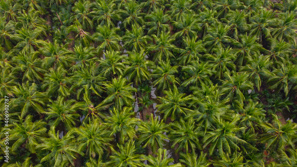 Agricultural industry oil palm tree platation aerial view Agricultural industry oil palm tree platation aerial view
