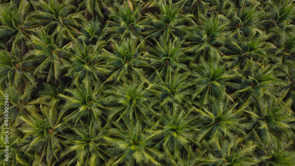 Coconut tree plantation pattern from aerial view nature background, Food industrial concept. Coconut tree plantation pattern from aerial view nature background, Food industrial concept.
