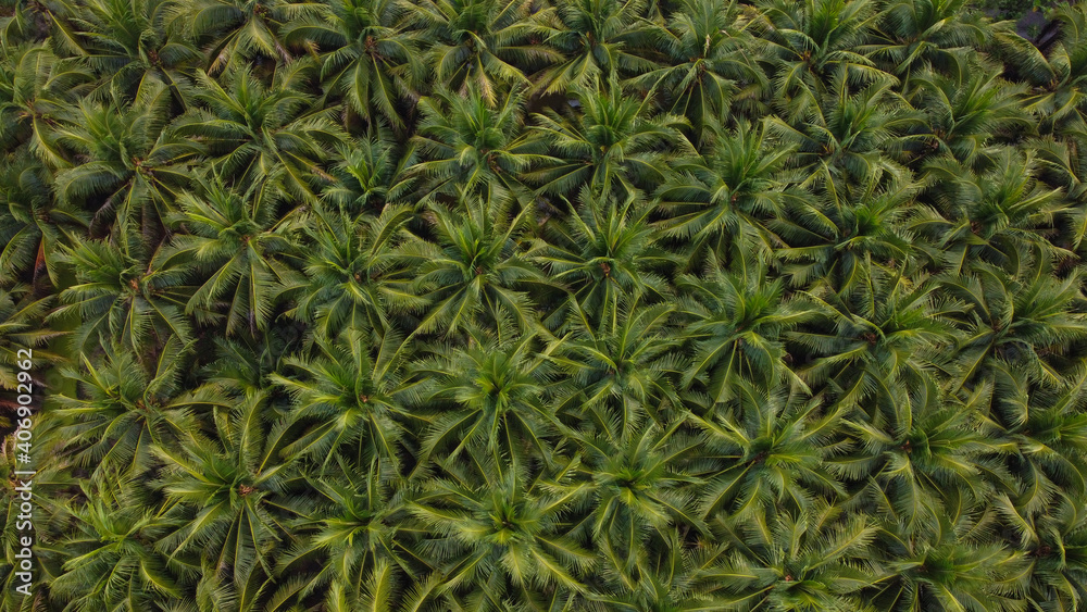 Agricultural industry oil palm tree platation aerial view Agricultural industry oil palm tree platation aerial view
