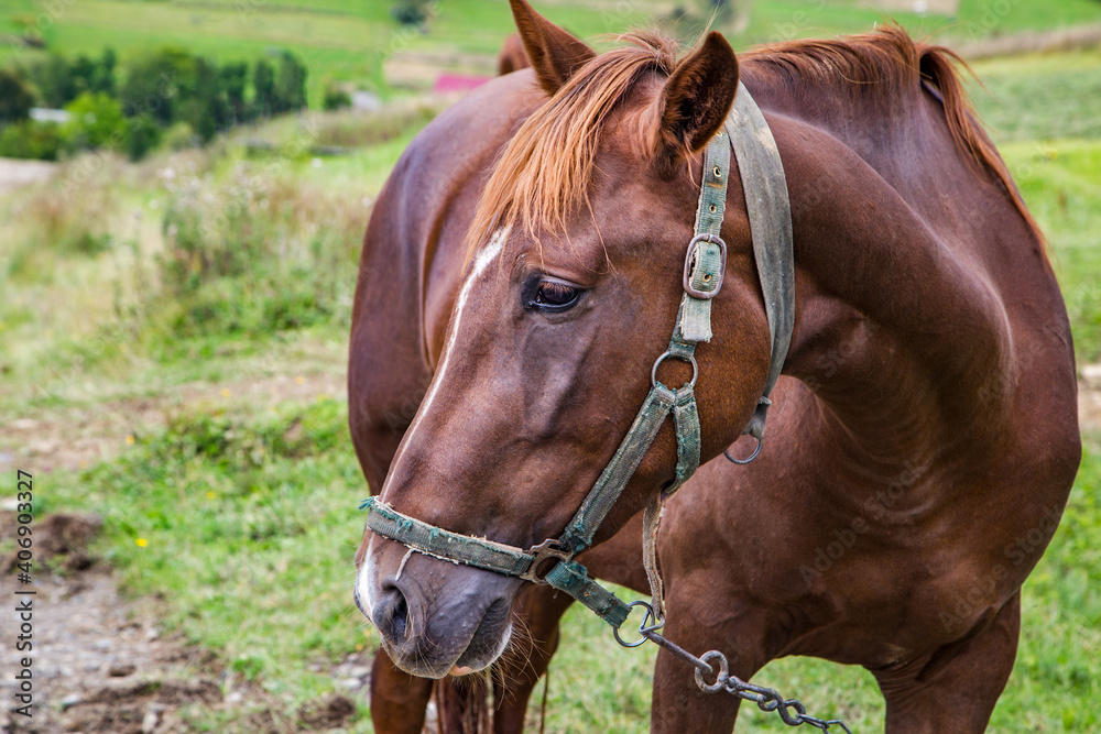 Fototapeta premium brown horse on a glade on a background of mountains and blue sky. Countryside. Pets. close-up.