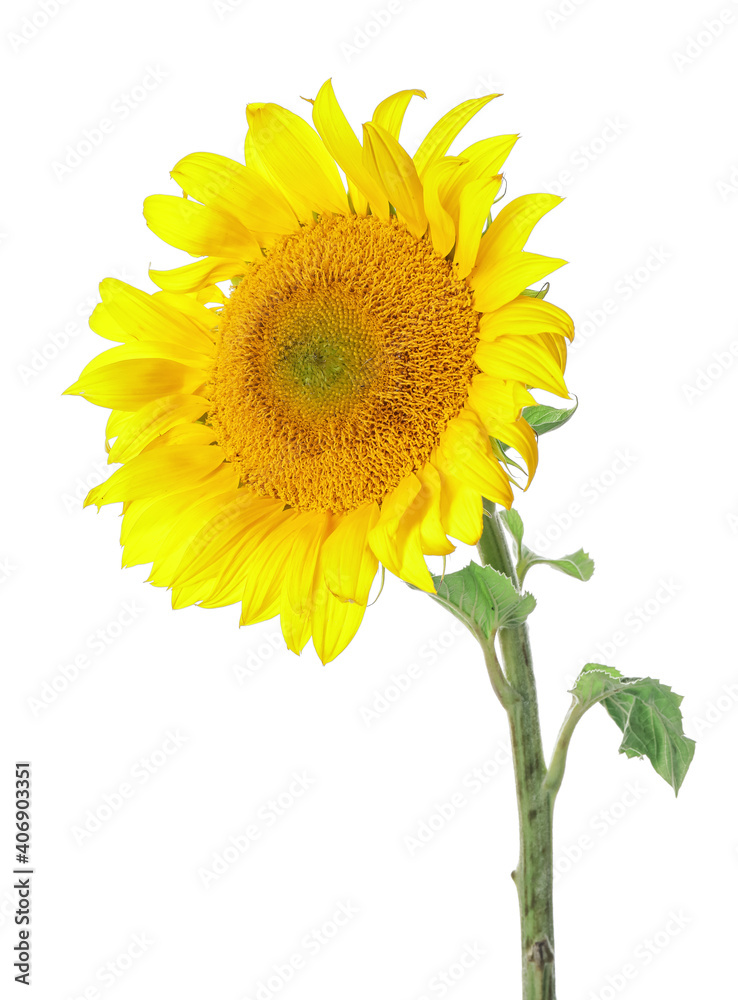 Fototapeta premium Beautiful sunflower on white background