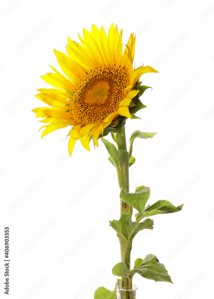 Naklejka premium Beautiful sunflower on white background