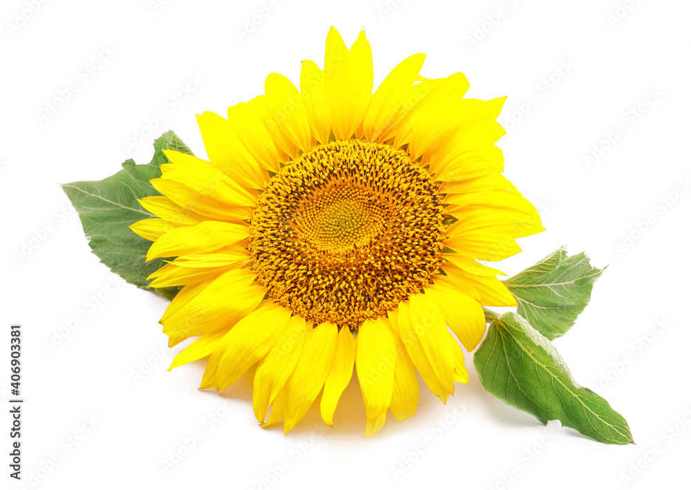 Obraz premium Beautiful sunflower on white background