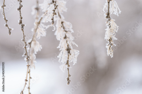 Frozen fir and soft needlescovered snow. Calm natural winter background. Sunny winter day. Restrained beauty of nature, trend colors.