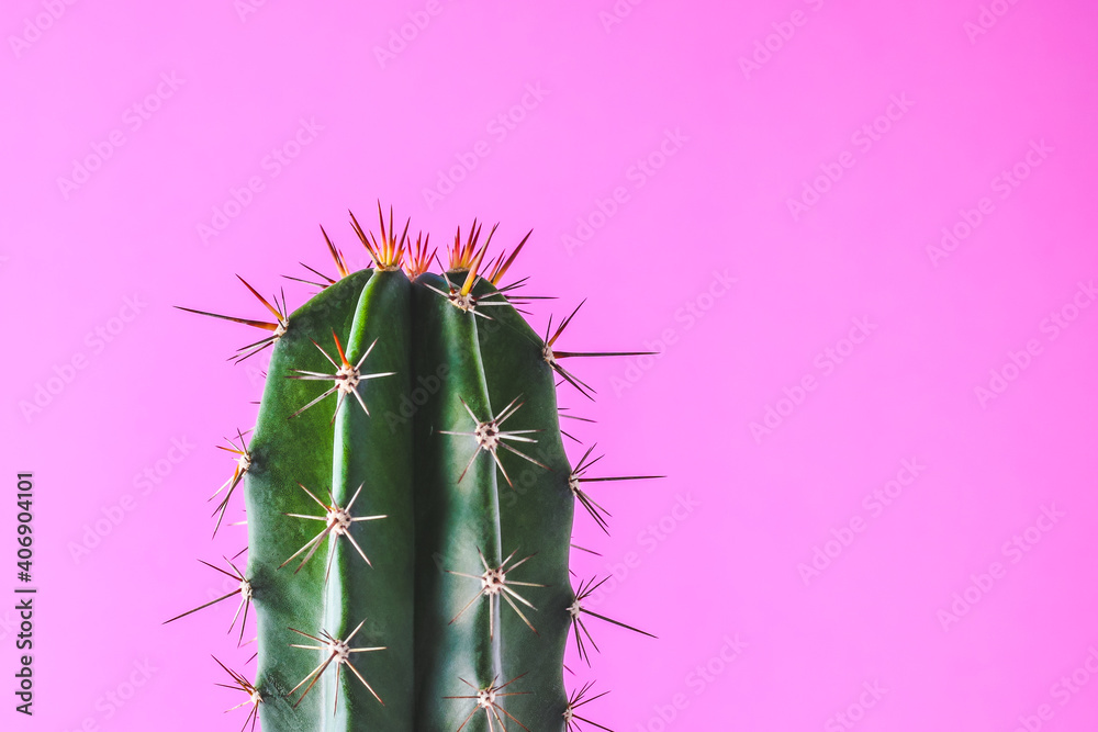 Obraz Trendy cactus plants on pink background wall. Minimal creative style
