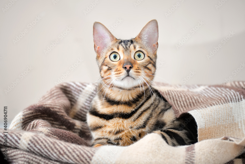 Cute cat with warm plaid at home. Concept of heating season