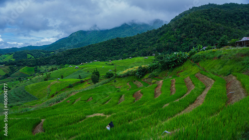 Rice terraces in    Ban.Pa Bong Piang Chiang mai  Thailand.