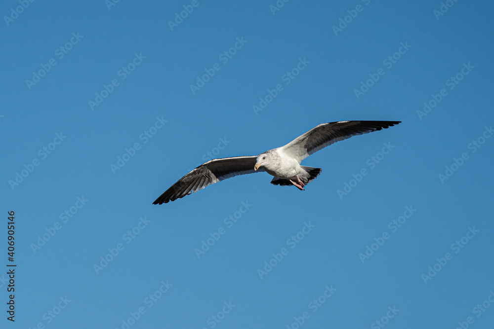 Fototapeta premium Flying Seagull