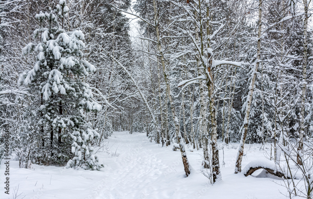Winter forest. Snow covered trees. Beautiful nature. Winter forest. Snow covered trees. Beautiful nature.