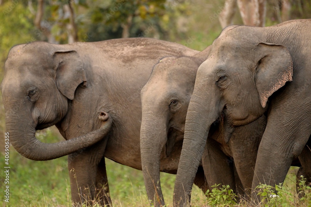 Fototapeta premium Wild indian elephant family eating food and looking after each other