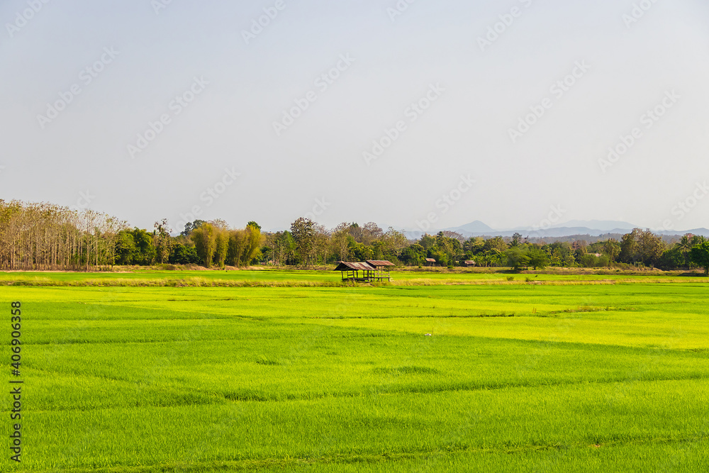 Rice field green grass background.