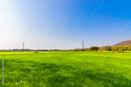 Rice Field of Farmer in afternoon in Thailand.