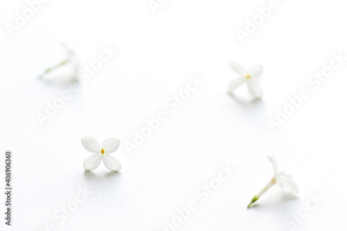 Small flowers of white lilac are scattered over the background  shot in close-up  soft focus. Minimalistic design and art object