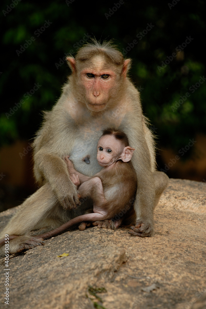 Monkey mother with her baby