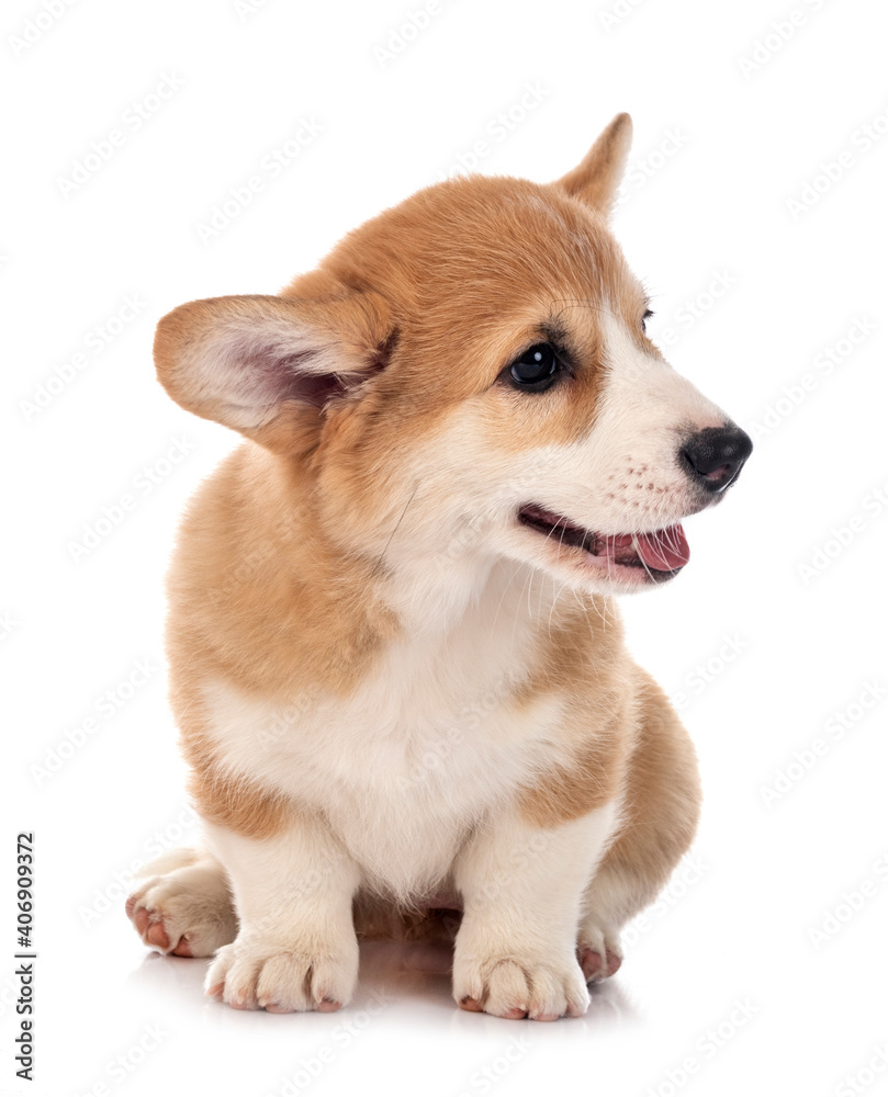 young Pembroke Welsh Corgi young Pembroke Welsh Corgi