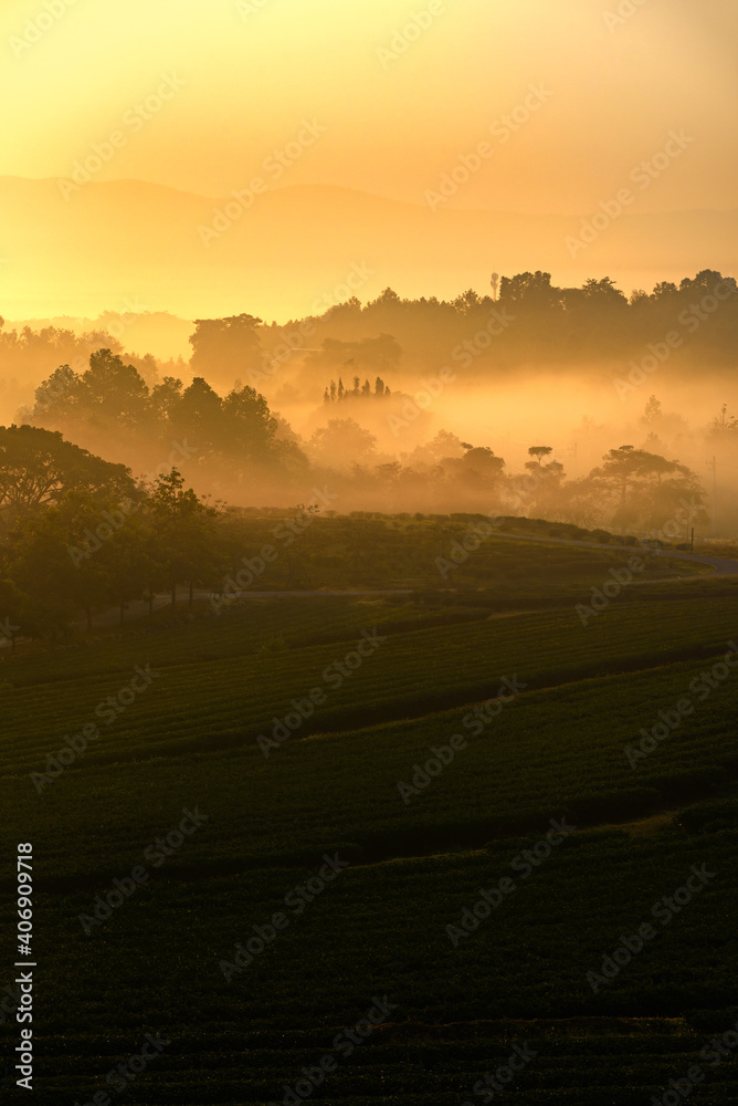 The scenery of morning sunrise over a tea plantation with a beautiful sea of fog in Chiang Rai, Thailand.