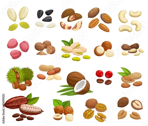 Nuts, beans and seeds vector design of super food. Almond, walnuts, hazelnut, peanut, pistachio, cashew and coconut, pumpkin and sunflower seeds, coffee and cocoa beans, brazil, macadamia, pecan nuts