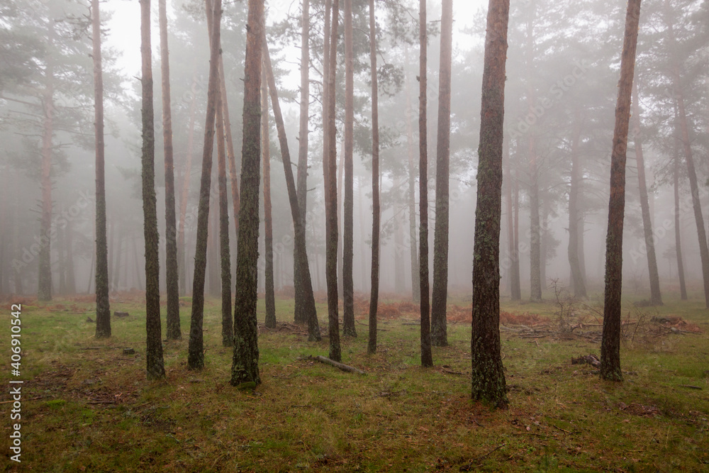 Naklejka premium Autumn scene with fog in the Sierra de Guadarrama national park