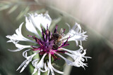 Nahaufnahme einer sehr seltenen, weißen Bergkornblume mit einer Honigbiene 