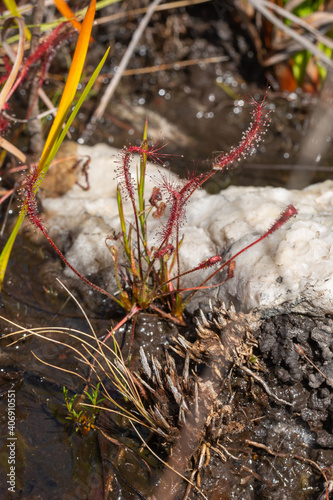 single plant of the Sundew Drosera camporupestris seen in natural habitat in the Serra do Cipo in Minas Gerais, Brazil