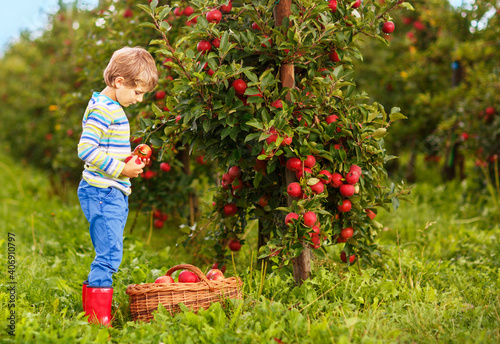 Active happy blond kid boy picking and eating red apples on organic farm, autumn outdoors. Funny little preschool child having fun with helping and harvesting. © Irina Schmidt