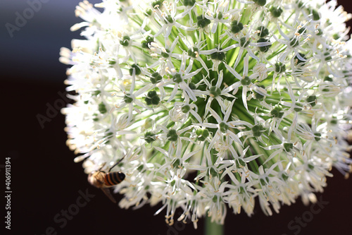 Hintergrund Sommer - Nahaufnahme von einem Riesen-Zierlauch Allium 