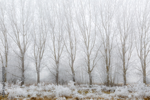 Wallpaper Mural Winter landscape with meadow, poplars with frost and fog in the background. Province of León, Spain. Torontodigital.ca