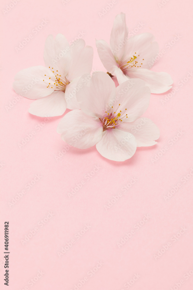 Fototapeta premium ピンクの桜のクローズアップ