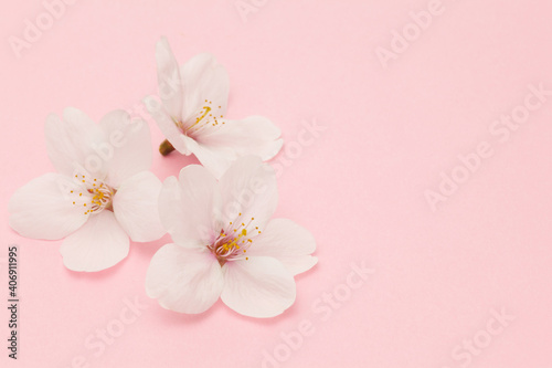 ピンクの桜のクローズアップ