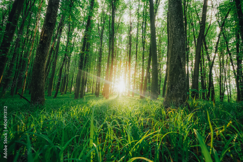 Fototapeta premium spring forest trees. nature green wood sunlight backgrounds.