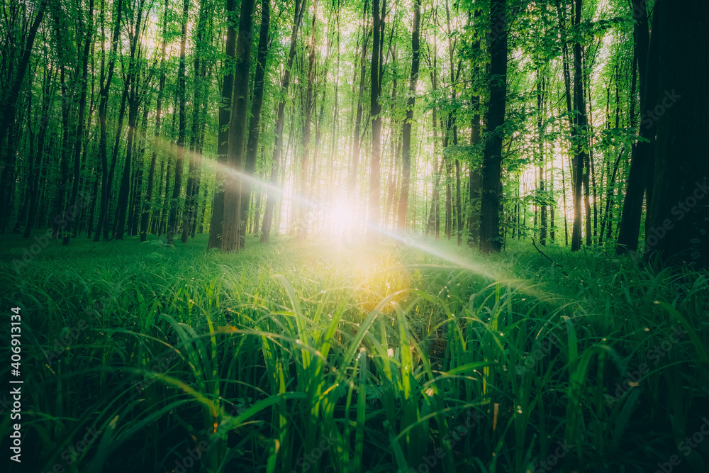 Fototapeta premium spring forest trees. nature green wood sunlight backgrounds.
