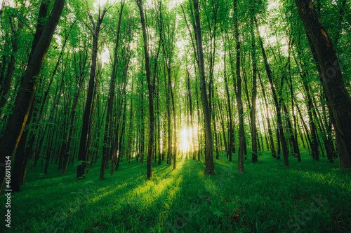 spring forest trees. nature green wood sunlight backgrounds. © vovan