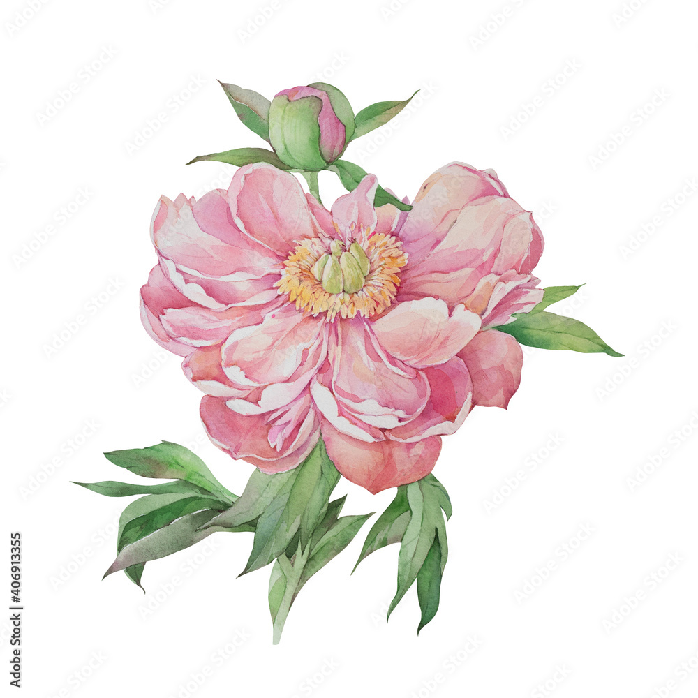 Peony. Pink flower. Watercolor illustration on a white background.