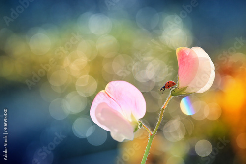 A little red ladybug from my garden against an interesting background