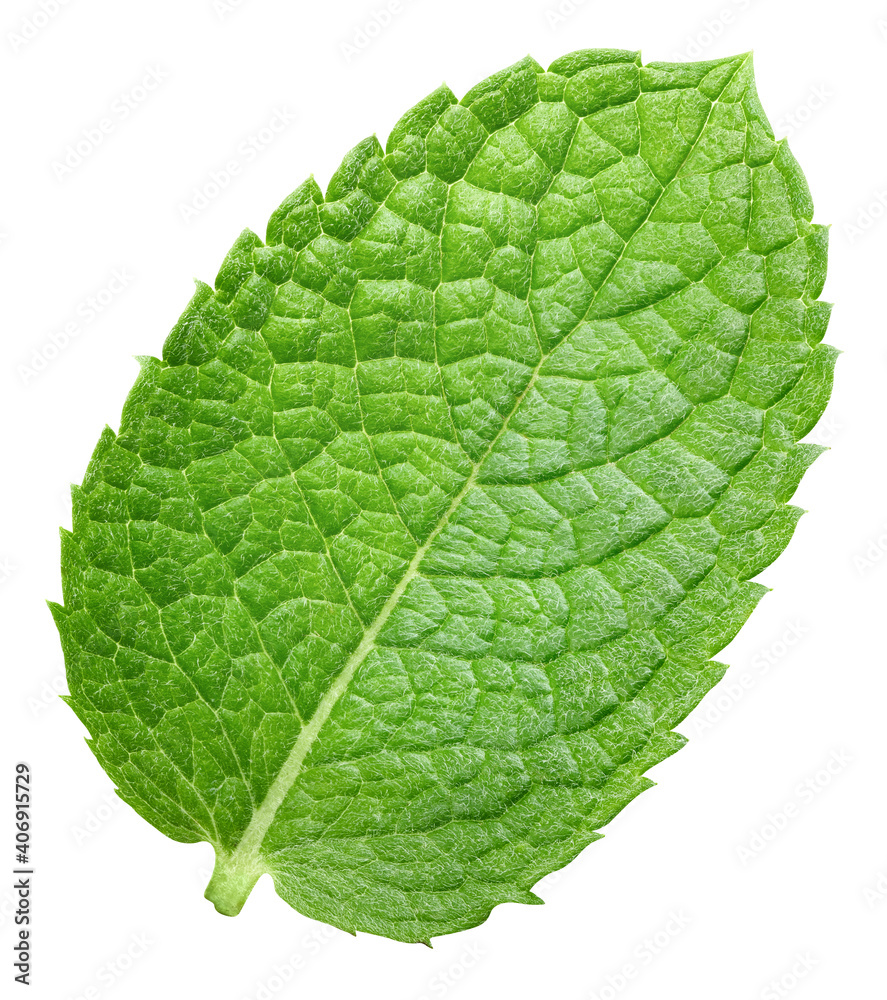 Mint leaves isolated on white Mint leaves isolated on white